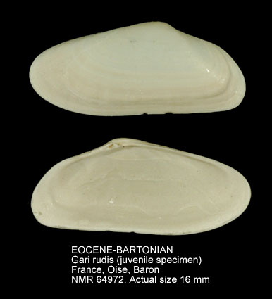 EOCENE-BARTONIAN Gari rudis.jpg - EOCENE-BARTONIANGari rudis(Lamarck,1806)